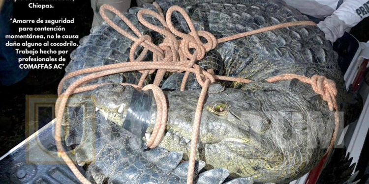 ¡Ay nanita!, un cocodrilo