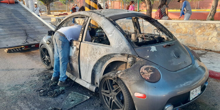 Escarabajo chamuscado