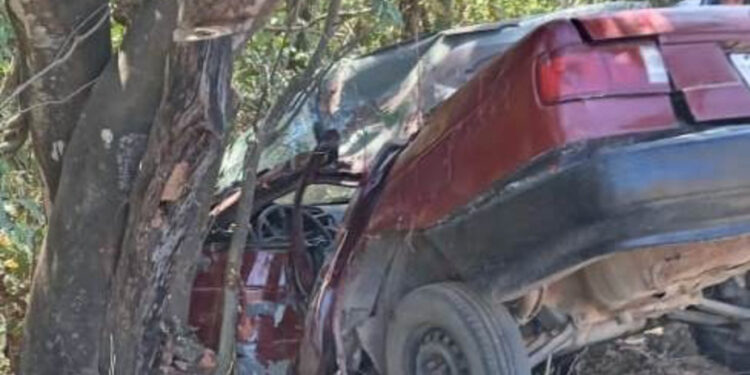 Abrazado de un árbol