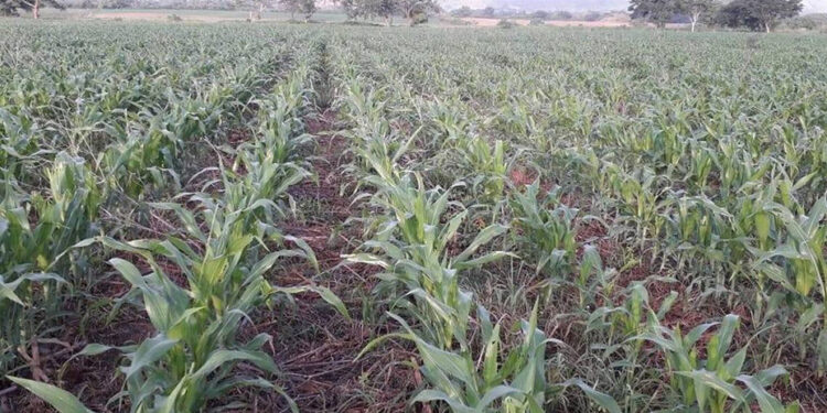 Destinan recursos millonarios para sistemas de riego