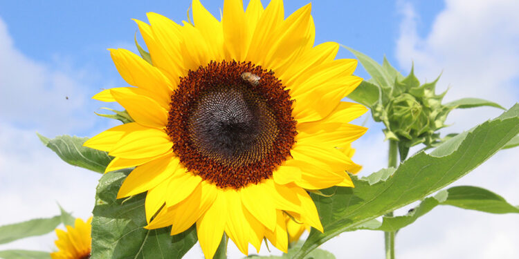 Rosas, gerberas y girasoles, las favoritas