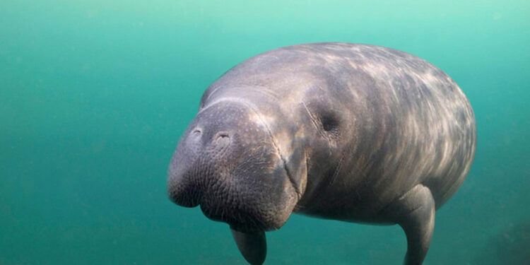 Registran 39 avistamientos