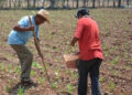 Siguen sin recibir apoyos campesinos chiapanecos