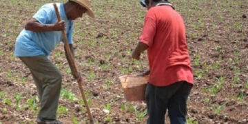 Siguen sin recibir apoyos campesinos chiapanecos