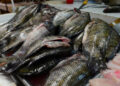 Costos de pescados y mariscos suben un 40 por ciento