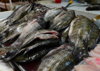 Costos de pescados y mariscos suben un 40 por ciento