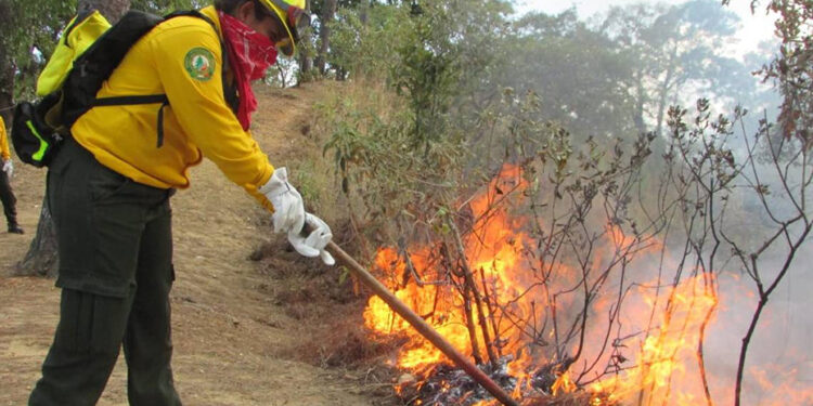 Van por el rescate de zona dañada por incendios