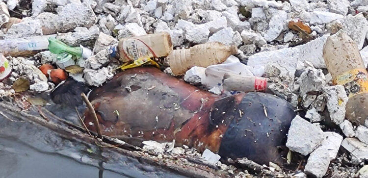 Encuentran cuerpo putrefacto