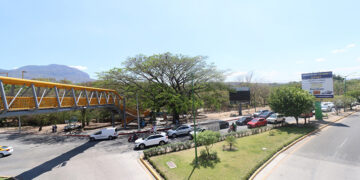 No derribarán árboles centenarios