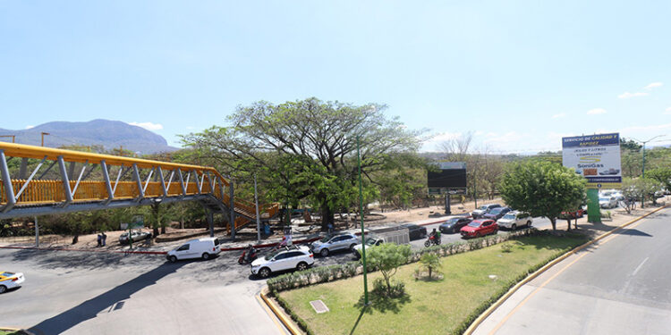 No derribarán árboles centenarios