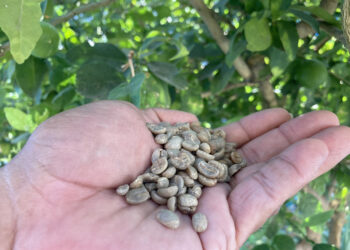 Estiaje afecta la producción