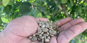 Estiaje afecta la producción