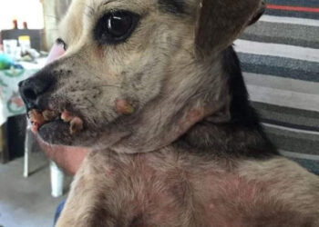 Legisladores sin atender maltrato animal en Chiapas