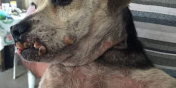 Legisladores sin atender maltrato animal en Chiapas