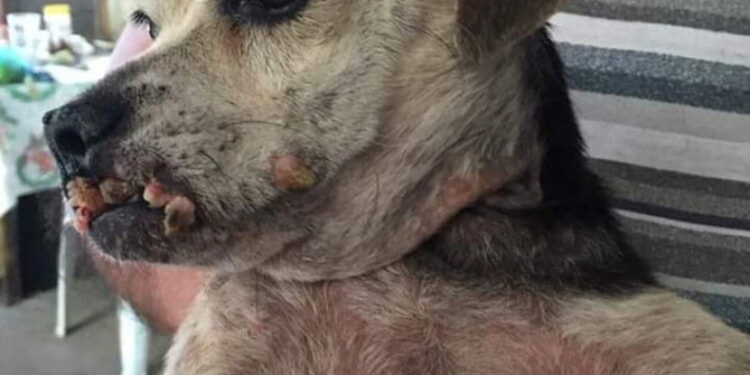 Legisladores sin atender maltrato animal en Chiapas