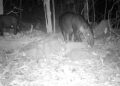 Registran a tapir y cría en reserva