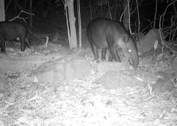 Registran a tapir y cría en reserva