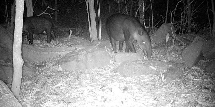 Registran a tapir y cría en reserva