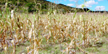 Aumentará costo del maíz: productores
