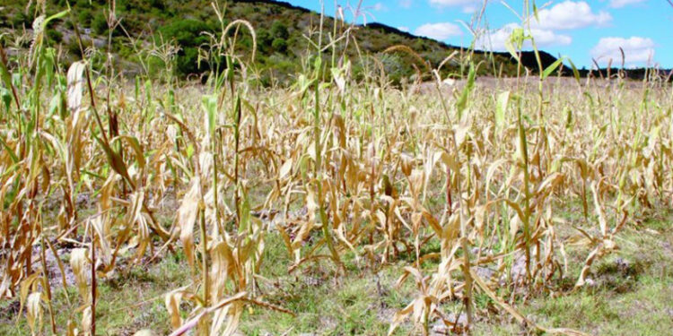 Aumentará costo del maíz: productores