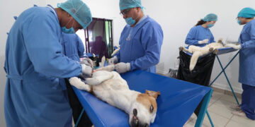 Preparan mega campaña de esterilización de perros y gatos