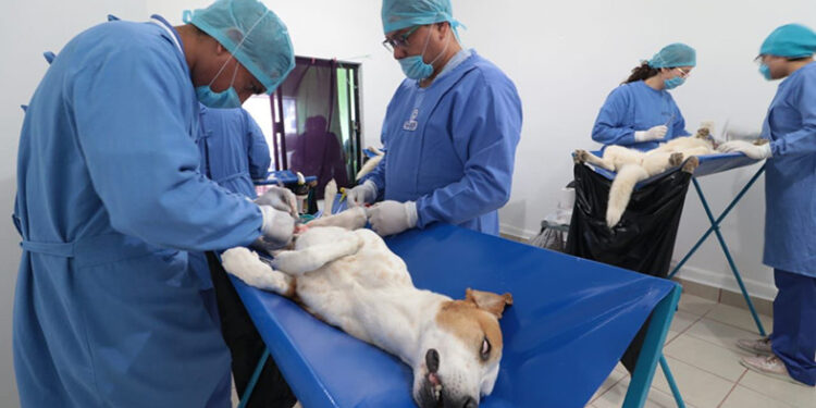 Preparan mega campaña de esterilización de perros y gatos