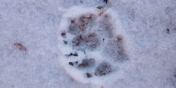 Guías avistan huellas de puma y coyotes