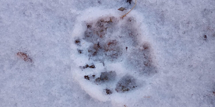 Guías avistan huellas de puma y coyotes
