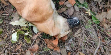 Condenan criminal envenenamiento