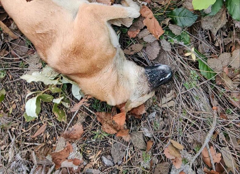 Condenan criminal envenenamiento