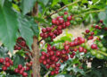 Chiapas,líder en producción de café y plátano
