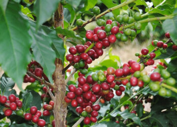 Chiapas,líder en producción de café y plátano