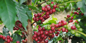 Chiapas,líder en producción de café y plátano