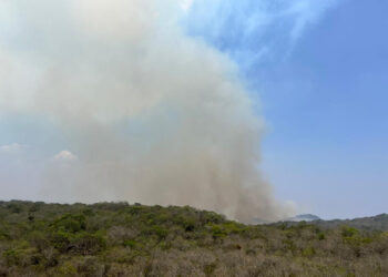 Flora y fauna del Ocote en riesgo por incendios