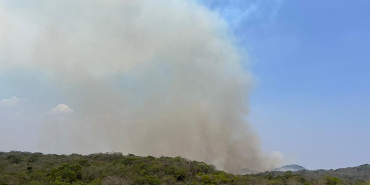 Flora y fauna del Ocote en riesgo por incendios