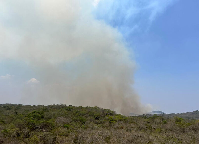 Flora y fauna del Ocote en riesgo por incendios