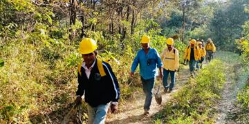 Detectan plaga de chinches