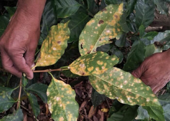 Cambian variedad de plantas
