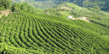 Se desploma producción de café