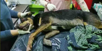 Chiapas no considera delito el maltrato animal