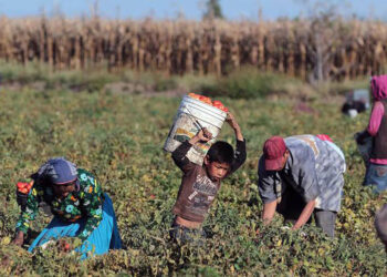 Chiapanecas, las que más migran hacia Canadá