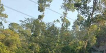 Siembra el terror en Pueblo Nuevo