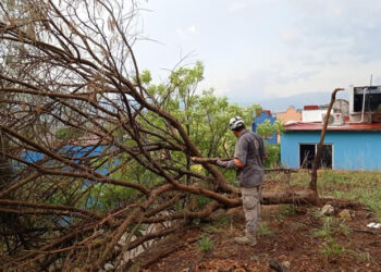 Árboles colapsan por fuertes aguaceros y vientos