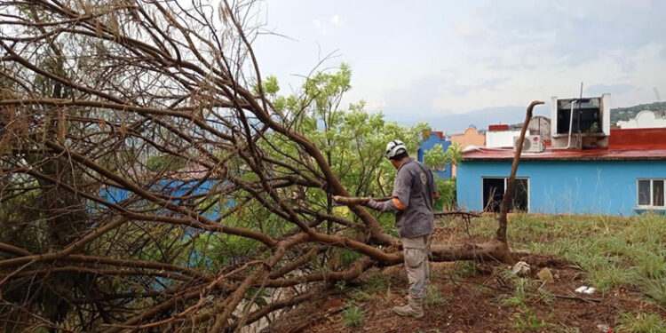 Árboles colapsan por fuertes aguaceros y vientos