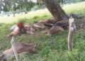 Vacas fritas