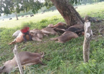 Vacas fritas