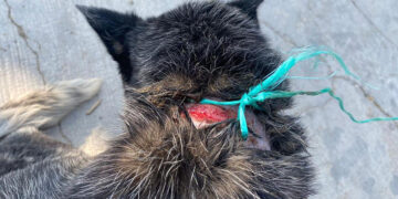 Loco arrastró a chuchita