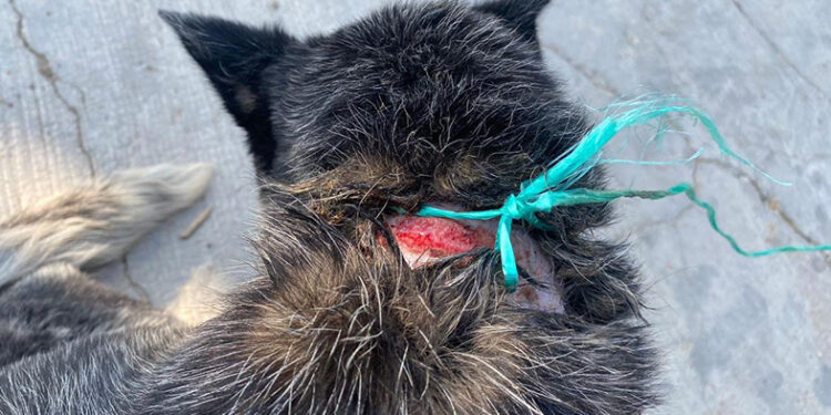 Loco arrastró a chuchita