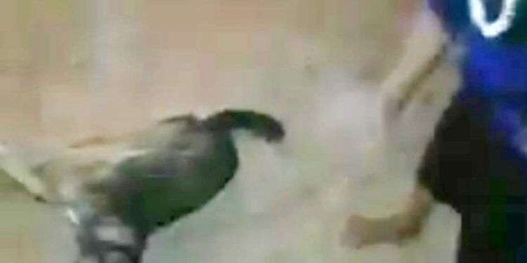 Se busca a pareja de “matachuchos