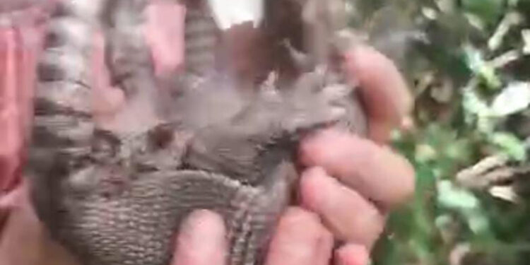 Infantes dan ejemplo de armonía natural